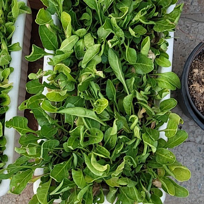 Photo of the plant species Common Beet by @AceMira56 named Demi on Greg, the plant care app