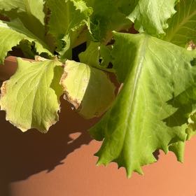 Photo of the plant species Leaf Lettuce by @YevePeony95 named Doja Cat on Greg, the plant care app