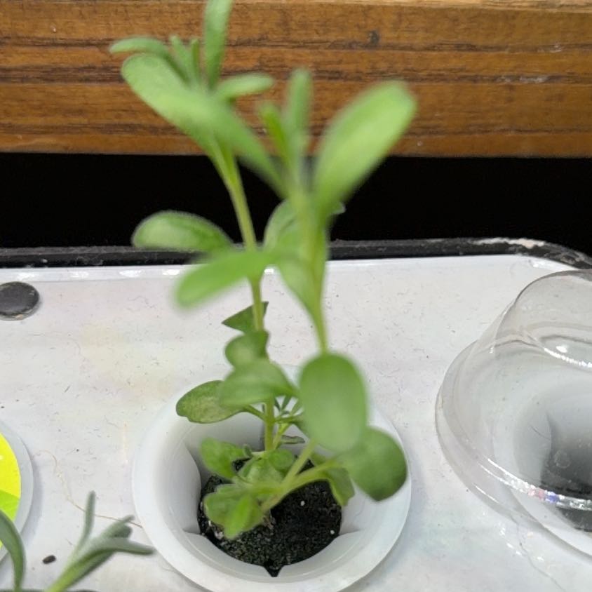 Photo of the plant species Thyme-Leafed Gratiola by @YevePeony95 named Remington on Greg, the plant care app