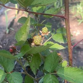Photo of the plant species Rubus Allegheniensis by @WarmPinoak24 named Naomi on Greg, the plant care app