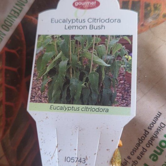 Photo of the plant species Eucalyptus Lemon Bush by @MelodiousMiro72 named Stella on Greg, the plant care app