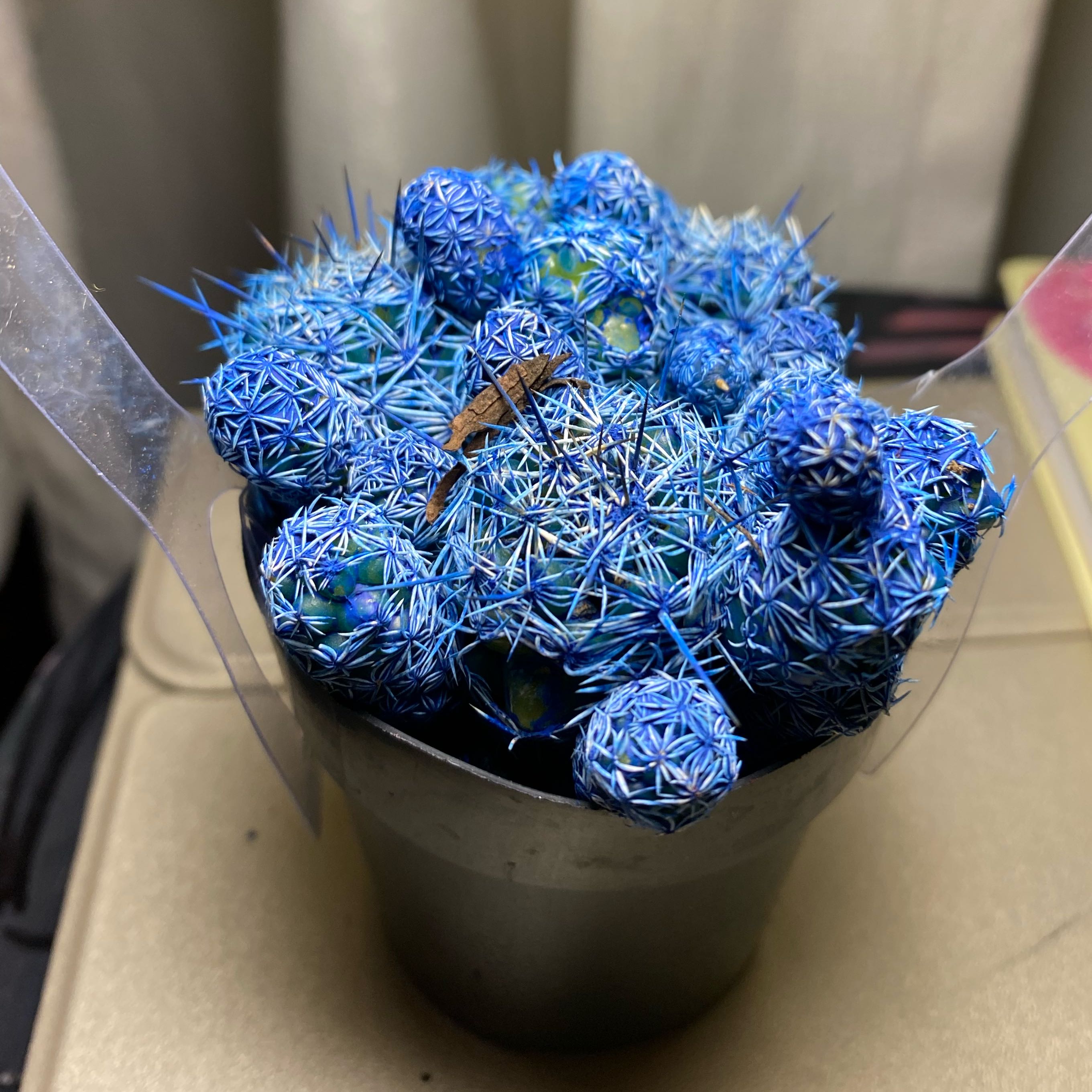 Photo of the plant species Kosmik Kaktus Asst. by @Danieladucky named Bluey on Greg, the plant care app
