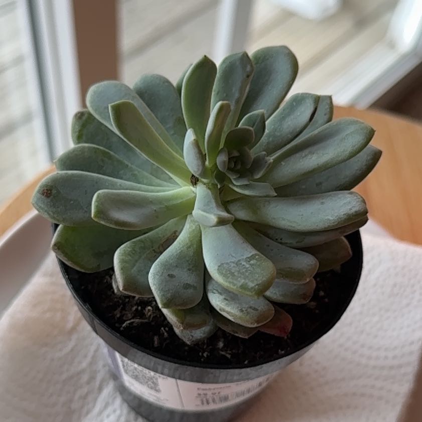 Photo of the plant species Pachyveria Sheideckerri Var. by @RealDill92 named Robert Plant on Greg, the plant care app