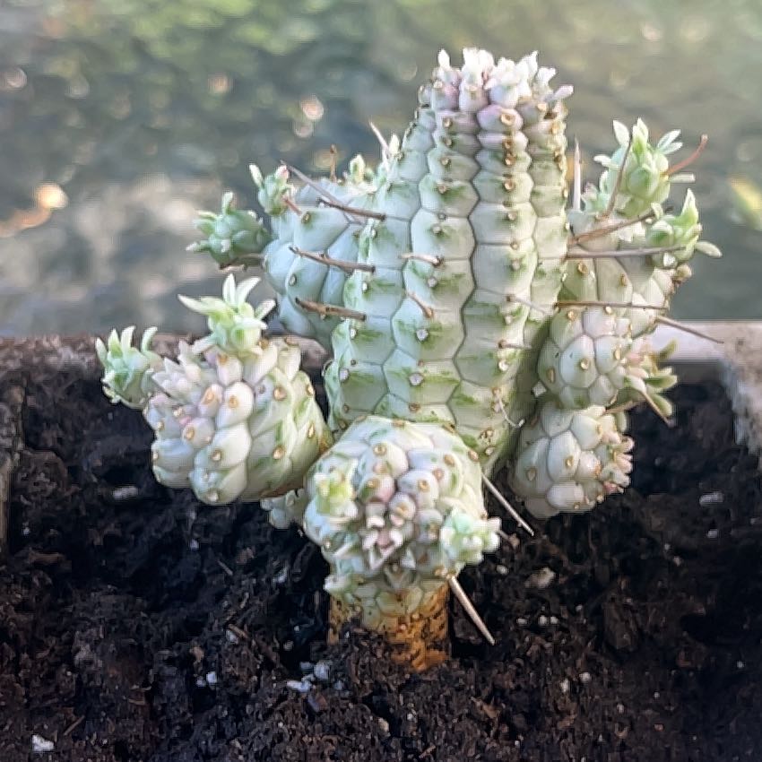 Photo of the plant species Medusa's Head by @KookyCactus57 named Beyonce on Greg, the plant care app