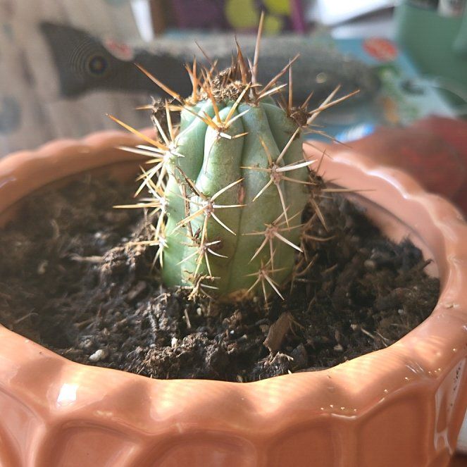 Photo of the plant species Browningia hertlingiana 'Album' by @TopBluerose21 named Aerosol on Greg, the plant care app