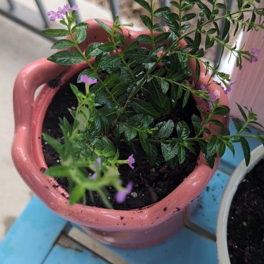 Photo of the plant species Hawaiian Heather by @GuruJicaro58 named Harmony on Greg, the plant care app
