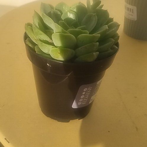 Photo of the plant species Echeveria 'Lime n' Chile' by @FastCatmint67 named Robert Plant on Greg, the plant care app