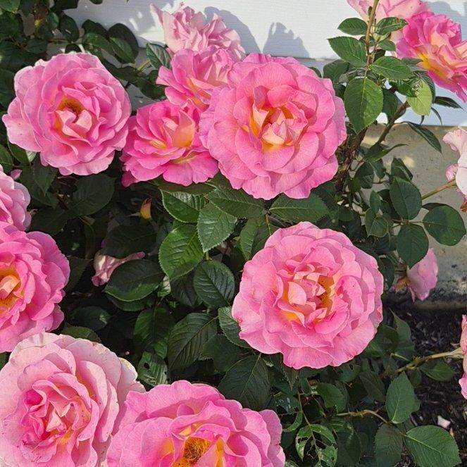 Photo of the plant species French Rose by @FavoredEllisia0 named Sherlock on Greg, the plant care app