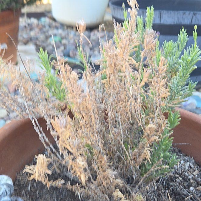 Photo of the plant species Lavandula Pedunculata by @LitheAtom28 named Lavender on Greg, the plant care app