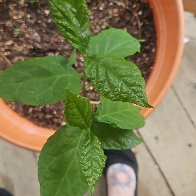 Photo of the plant species Carolina Allspice by @AwaitedWodyetia named Lebron on Greg, the plant care app