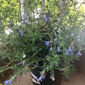 Photo of the plant species Grace Ward Lithodora by @ProudLuronium4 named Curie on Greg, the plant care app
