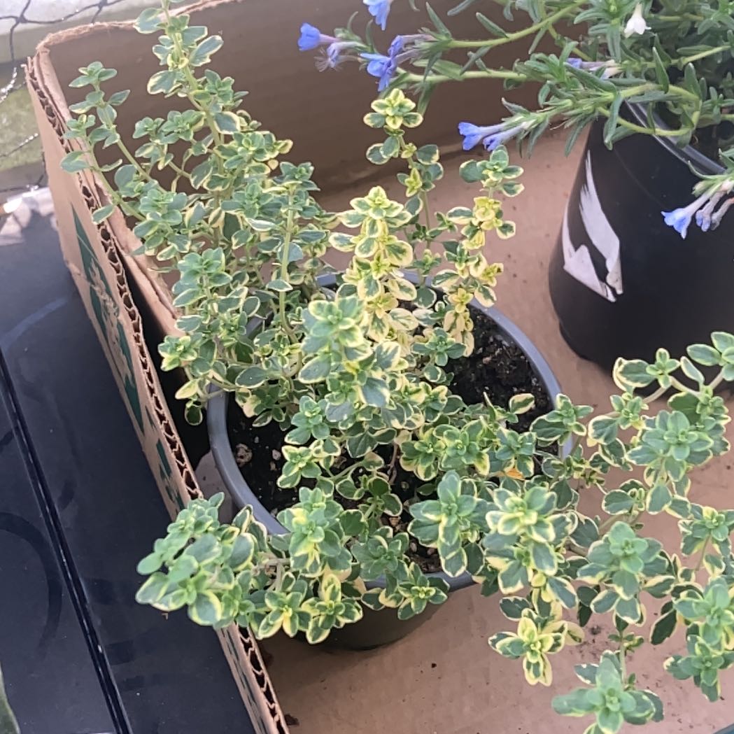 Photo of the plant species Golden Lemon Thyme by @ProudLuronium4 named Fernie Saunders on Greg, the plant care app