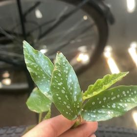 Photo of the plant species Begonia albo-picata by @HipMaypop45 named Anne on Greg, the plant care app