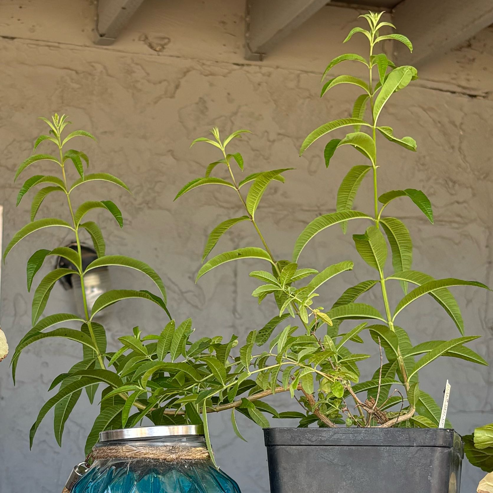 Photo of the plant species lemon verbena by @HipMaypop45 named Curie on Greg, the plant care app