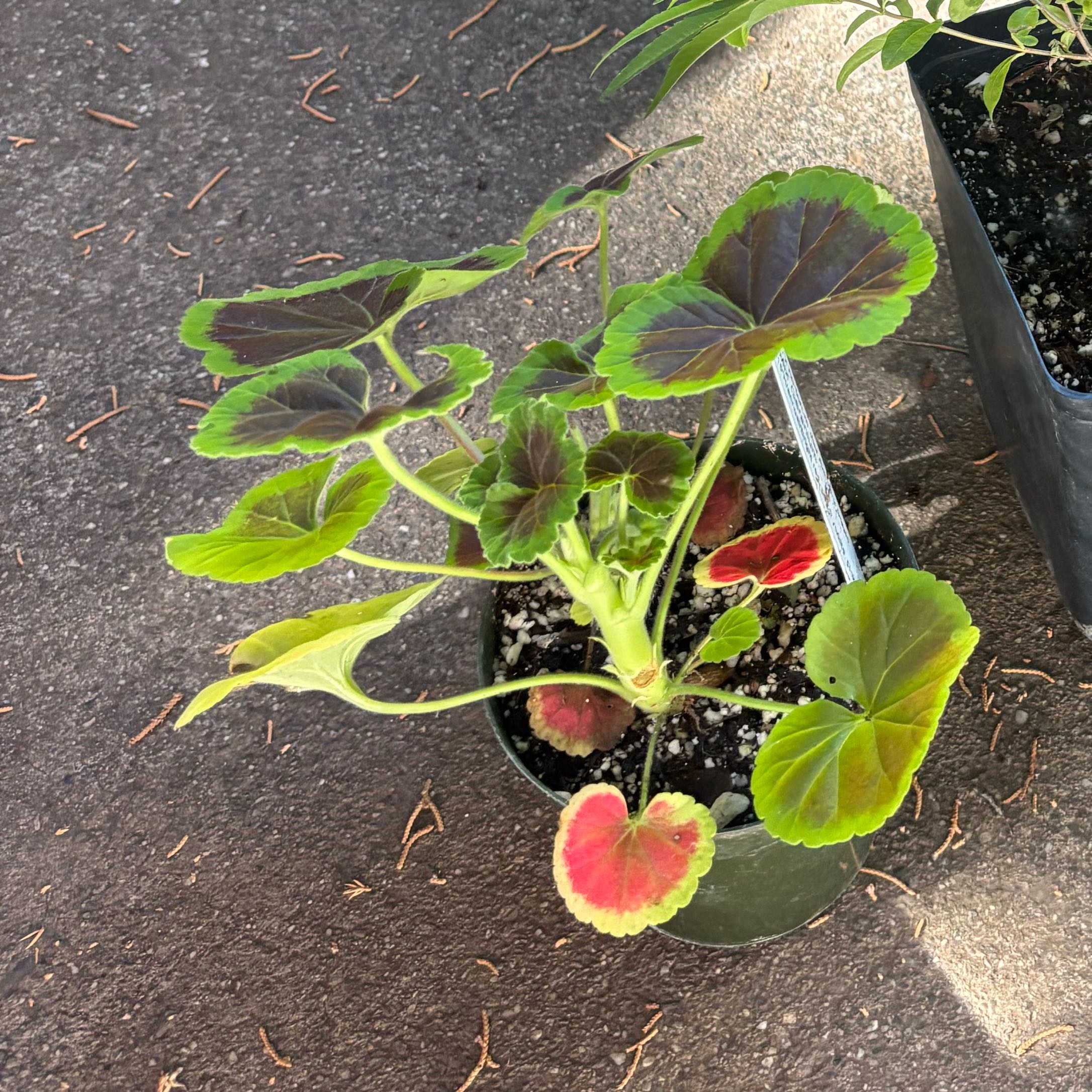 Photo of the plant species Pelargonium 'Bullseye' by @HipMaypop45 named Demi on Greg, the plant care app