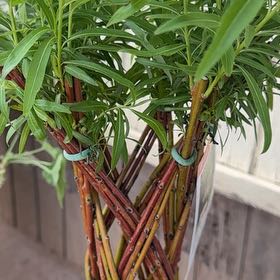 Photo of the plant species braided willow by @FunGarlic44 named Mochi on Greg, the plant care app