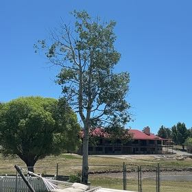 Photo of the plant species Quaking Aspen by @FunGarlic44 named Bigleef Smalls on Greg, the plant care app