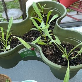 Photo of the plant species Forget-Me-Not by @ClubbyZzplant61 named Taylor Swift on Greg, the plant care app