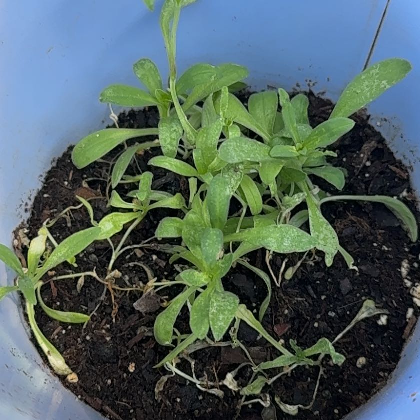 Photo of the plant species Forget-Me-Not by @ClubbyZzplant61 named Prince on Greg, the plant care app