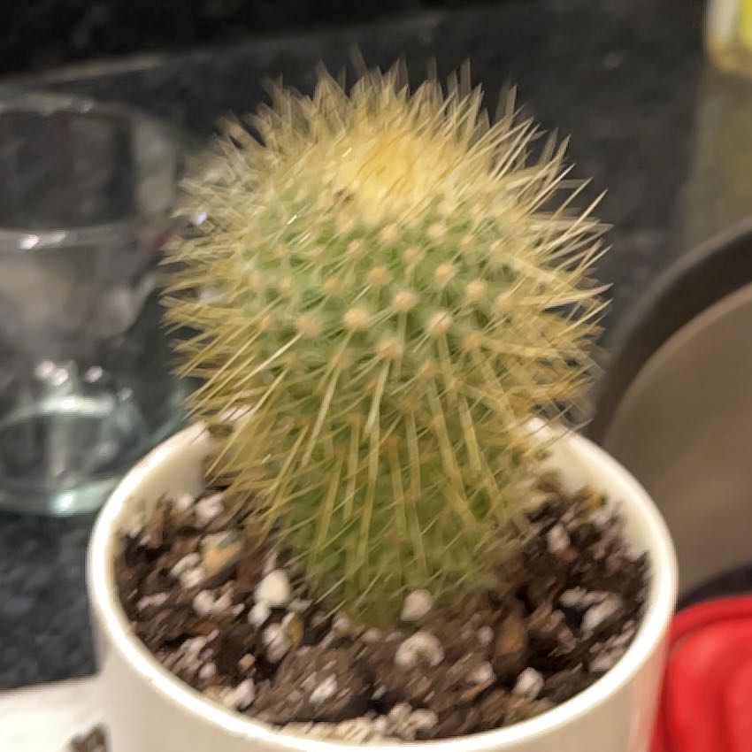Photo of the plant species Mammillaria pringlei by @CrucialGinger98 named Robert Plant on Greg, the plant care app