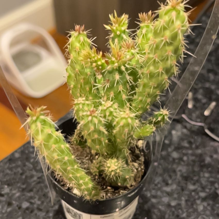 Photo of the plant species Chain-Link Cholla by @CrucialGinger98 named Doja Cat on Greg, the plant care app