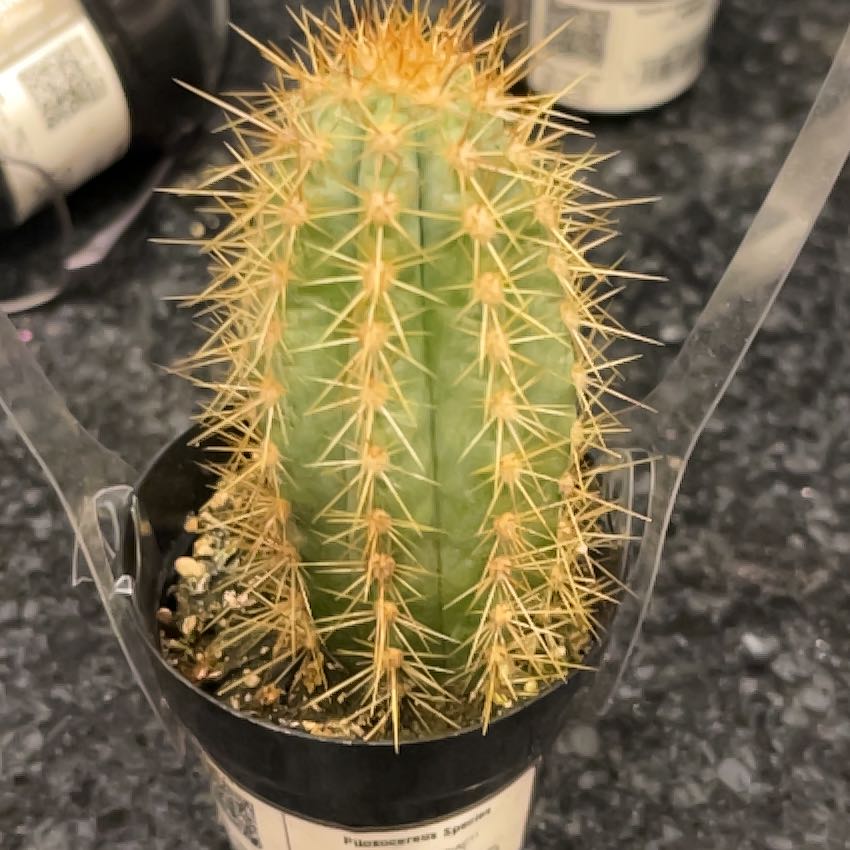 Photo of the plant species Assorted Pilosocereus by @CrucialGinger98 named Cleopatra on Greg, the plant care app