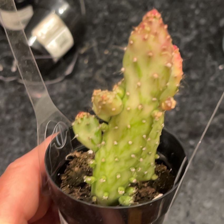 Photo of the plant species Variegated Cactus by @CrucialGinger98 named Elina on Greg, the plant care app