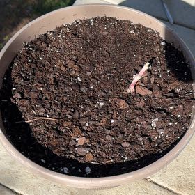 Photo of the plant species Begonia rex by @UberAlfalfa88 named Bella on Greg, the plant care app