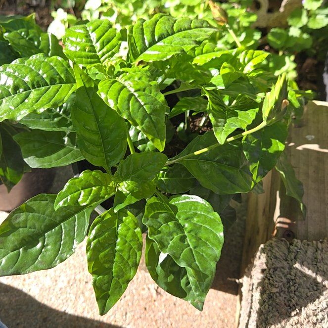 Photo of the plant species Firecracker Flower by @HeroPhalsa55 named Kardashian on Greg, the plant care app