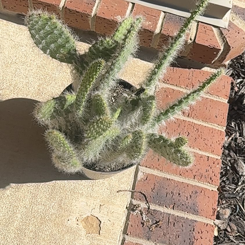 Photo of the plant species Navajo Bridge Prickly Pear by @HighpowerHope named Elle on Greg, the plant care app