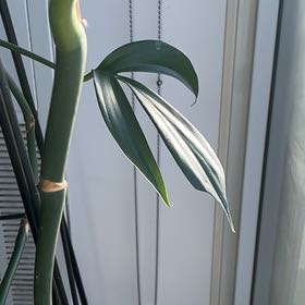 Photo of the plant species Dragon Tail by @TrueBeebalm75 named Raffy on Greg, the plant care app