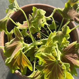 Photo of the plant species Vancouver Centennial Geranium by @TrueBeebalm75 named Nova on Greg, the plant care app