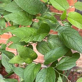 Photo of the plant species Western Hackberry by @NovelBroccoli82 named da Vinci on Greg, the plant care app