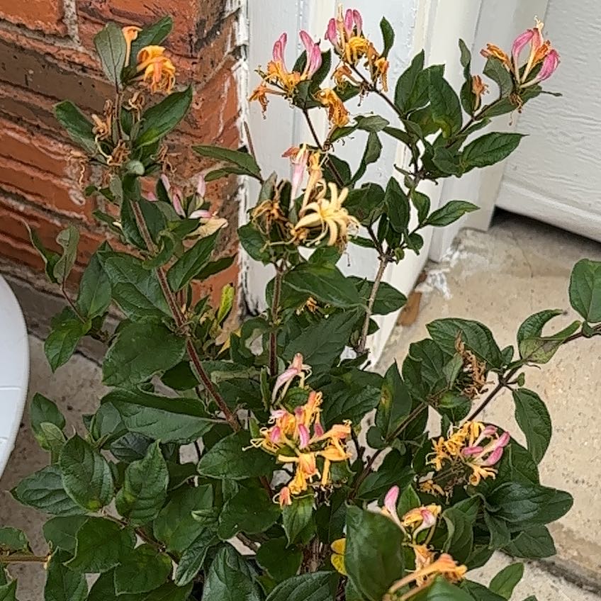 Photo of the plant species Chinese Honeysuckle by @NovelBroccoli82 named Mando on Greg, the plant care app