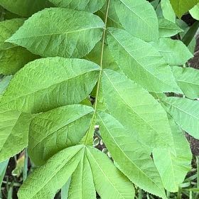 Photo of the plant species Pecan by @NovelBroccoli82 named Shakira on Greg, the plant care app