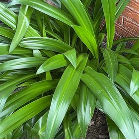Photo of the plant species Beach Spiderlily by @NovelBroccoli82 named Remington on Greg, the plant care app