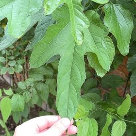 Photo of the plant species White Mulberry by @NovelBroccoli82 named Michelle Branch on Greg, the plant care app