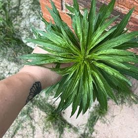 Photo of the plant species Canadian Fleabane by @NovelBroccoli82 named Harry on Greg, the plant care app