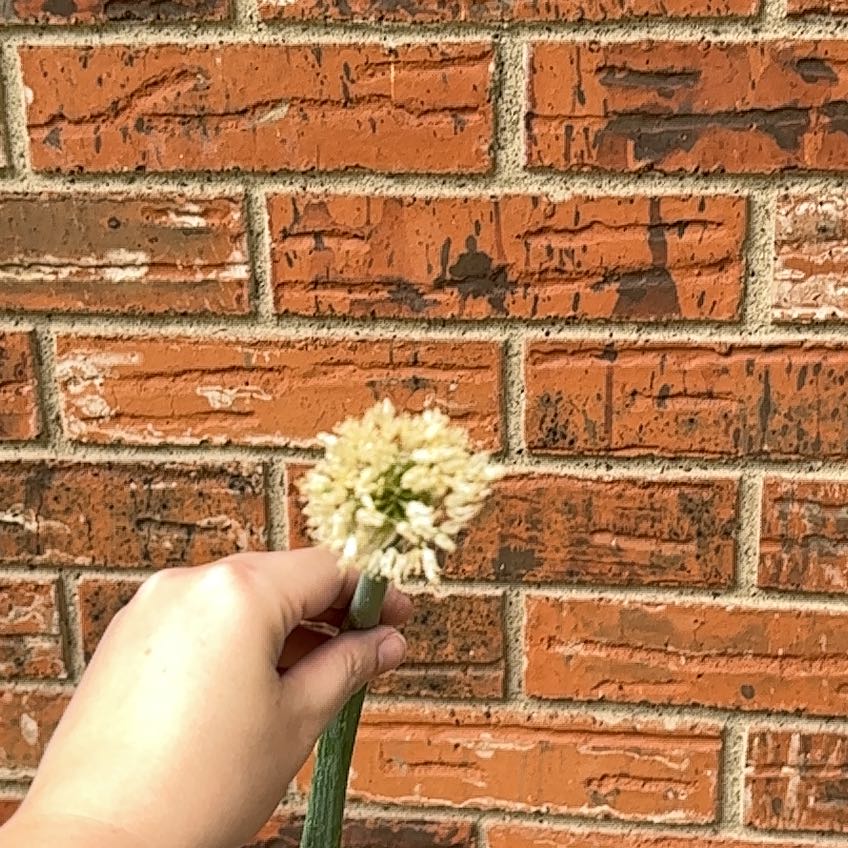 Photo of the plant species Globe Onion by @NovelBroccoli82 named Naomi on Greg, the plant care app