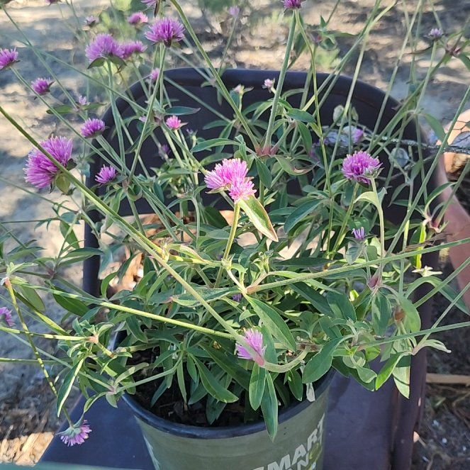 Photo of the plant species Globe Amaranth by @LordlyPandan50 named Dolores on Greg, the plant care app