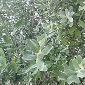 Photo of the plant species Texas Barometer Bush by @AwakePuka47 named Kobe on Greg, the plant care app