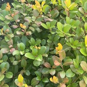 Photo of the plant species Sexton's Bride by @AwakePuka47 named Sanders on Greg, the plant care app
