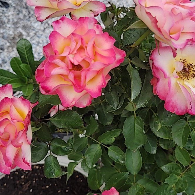 Photo of the plant species Alpine Rose by @SociableAlula18 named Emerson on Greg, the plant care app