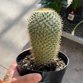 Photo of the plant species Mammillaria pringlei by @StarCassava53 named Denali on Greg, the plant care app