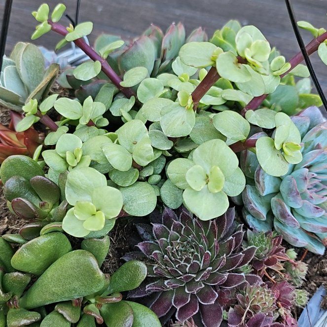 Photo of the plant species Fairy Crassula by @YiftSoftcane88 named ChloroPhil on Greg, the plant care app
