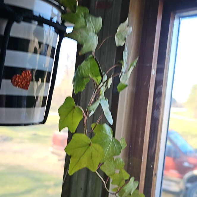Photo of the plant species Cape Ivy by @YiftSoftcane88 named Walt on Greg, the plant care app