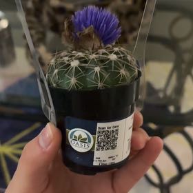 Photo of the plant species Pincushion Cactus by @EthicalFlax12 named Ulysses S Plant on Greg, the plant care app