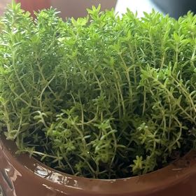 Photo of the plant species Spanish Stonecrop by @ProToropapa7 named Kenya on Greg, the plant care app