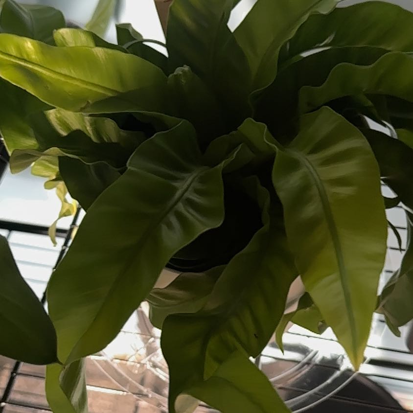 Photo of the plant species Hurricane Fern by @ProToropapa7 named Homer on Greg, the plant care app