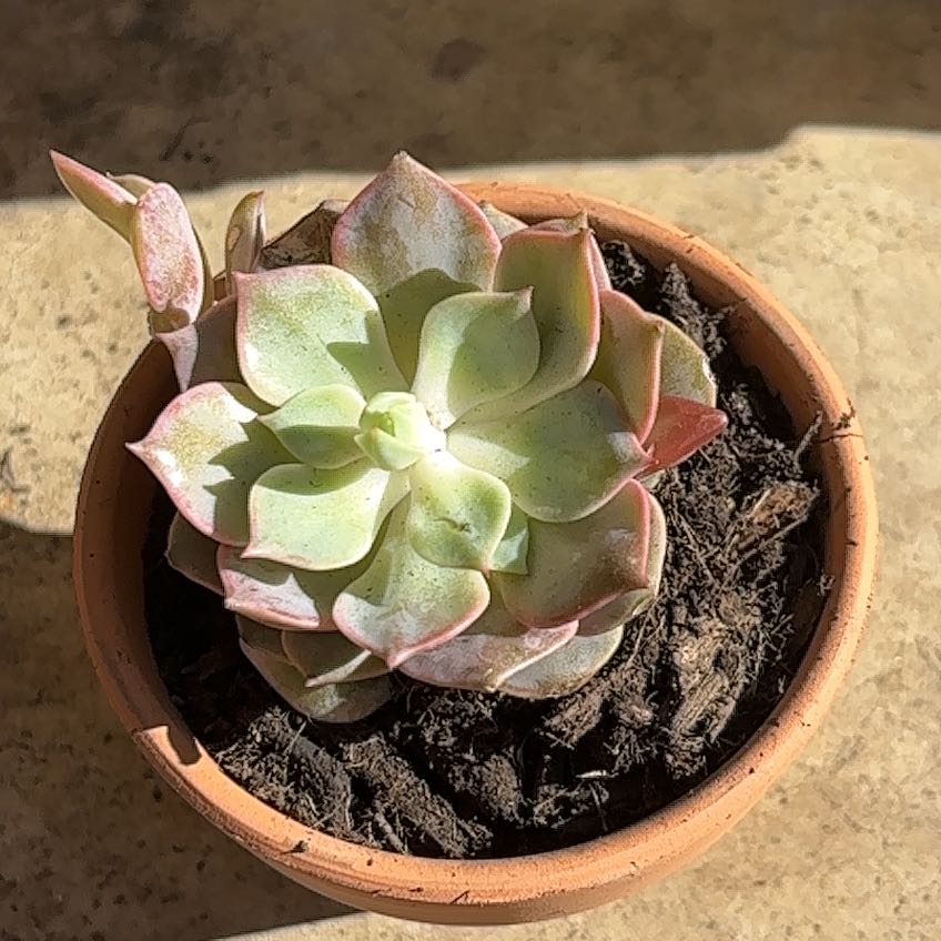 Photo of the plant species Angel Kissed by @TryBasil65 named Delilah on Greg, the plant care app